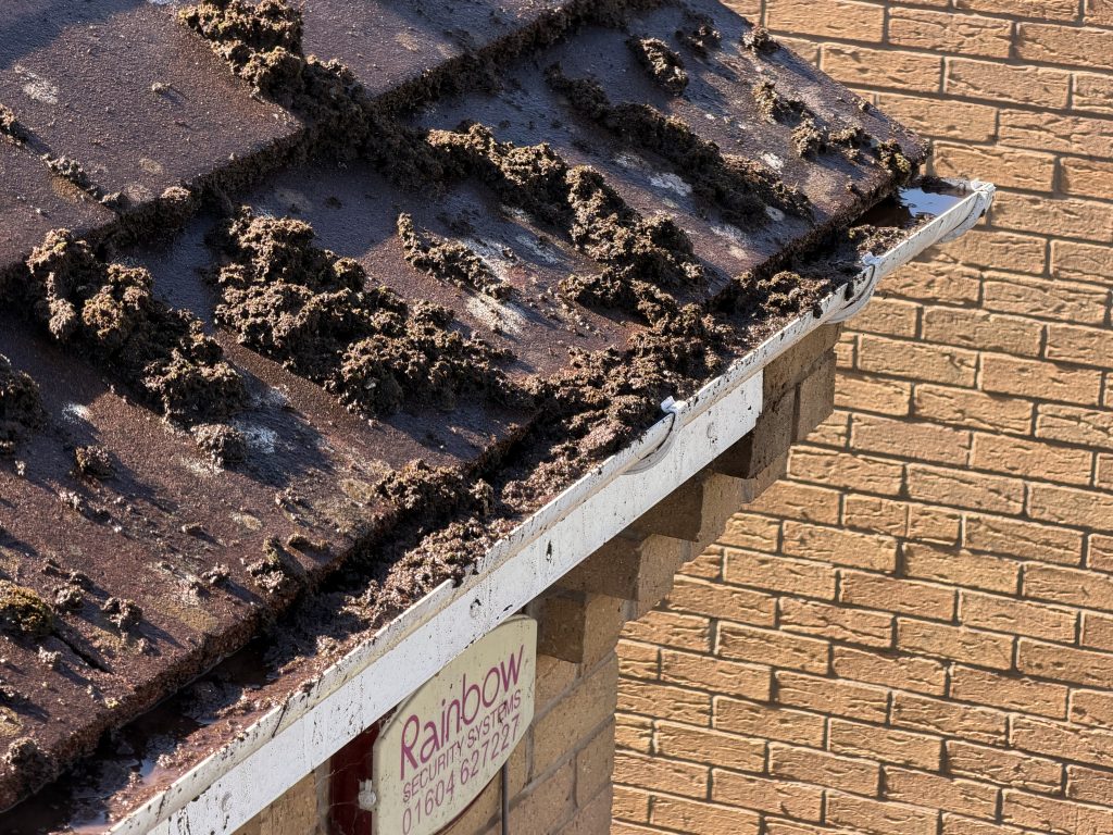 professional roof cleaning