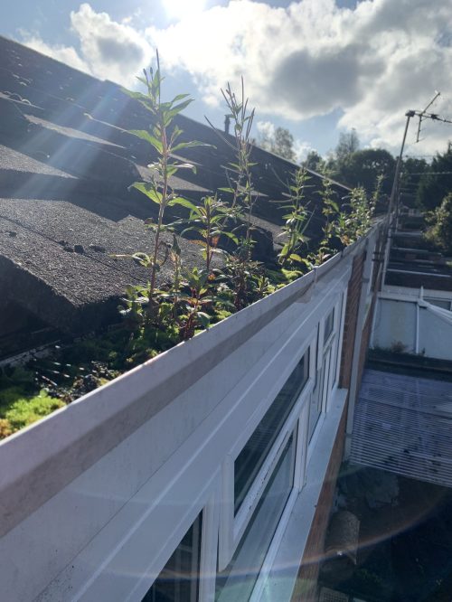 overflowing gutters before cleaning